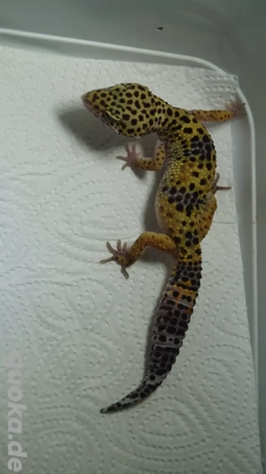 Leopardgecko 1.1 aus 25 