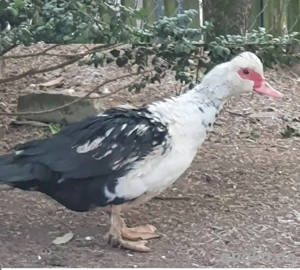 Gebe eine Flugente in schwarz weiß von 2025 zur Zucht ab