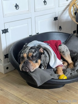 Buddy   anhänglicher, fröhlicher Old English Bulldogge sucht festen Menschen