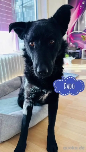 Dado, junger Mudi   Kroatischer Schäferhund Mischling