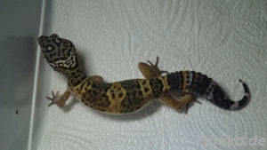 Leopardgecko aus der Black Night Linie 0.0.3 aus 25  Bild 3