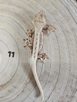 0.0.5 Lilly White Kronengeckos 