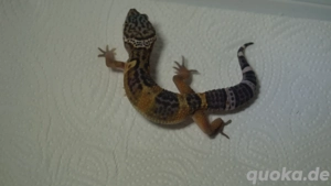Leopardgecko aus der Black Night Linie 0.0.3 aus 25  Bild 2