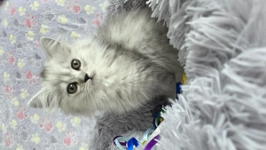 Zuckersüße BKH und BLH Kitten **ABGABEREIF **