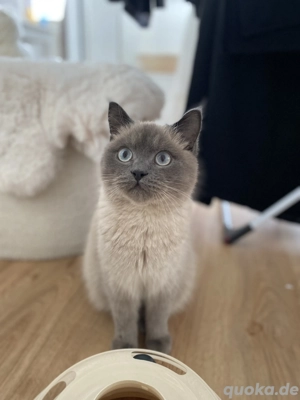 BLH Blue Point DECKKATER Kein Verkauf!!!!!!!!