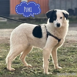 Puki, wunderschöner Tornjak Mix Rüde sucht dringend ein Zuhause 