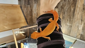 Blood Mandarin pos 66% Eclipse Leopardgecko 