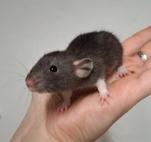 Junge Farbratten (Zwerg, Standard und Dumbo) abzugeben! Warteliste möglich!