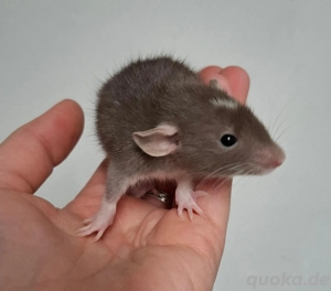 Junge Farbratten (Zwerg, Standard und Dumbo) abzugeben! Warteliste möglich!