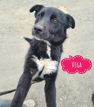 Vega, verspieltes Hundekind braucht ein Zuhause