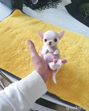 Chihuahua-Welpen  