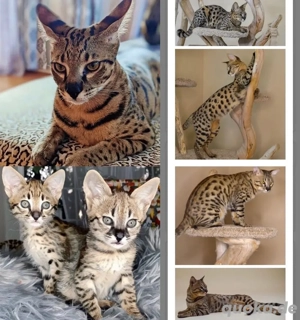 *Exotische Savannah F1-Kätzchen zu verkaufen!*