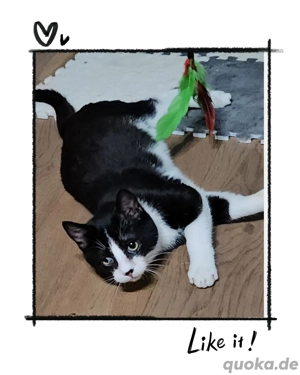 Kleiner Kater aus Tierschutz