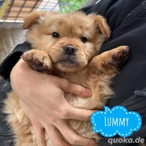 Lummy, wunderschöner Welpe, Chow-Chow Mix