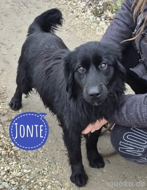 Jonte, fröhlicher, junger und lieber Retriever Mix