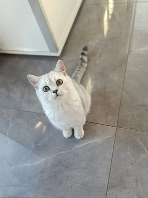 Britische Kurzhaar Kater 