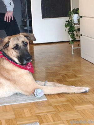 Kangal Mix 