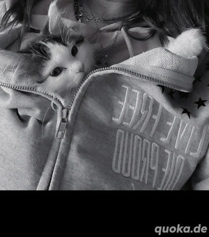 Reinrassiges Maine Coon kitten