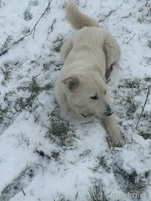 verkaufe noch ein Pyrenäen Hündin