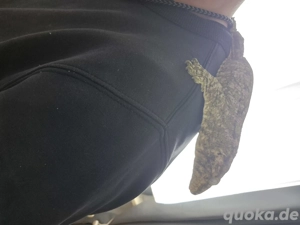 Rhacodactylus Leachianus 