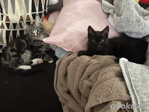 2 kater zu verkaufen 14 wochen 