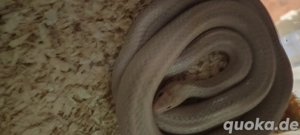 1.0 Kornnatter lavender stripped von 23