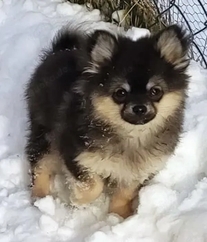 Süßer PomChi Rüde sucht ein liebevolles Heim.