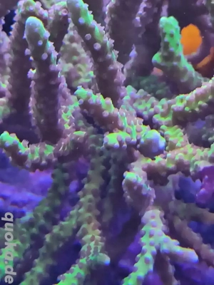 Anacropora Goldenrod Acropora sps Ableger Korallen Meerwasser 