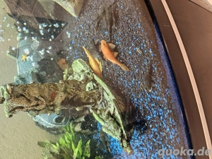 Antennenwelse (Ancistrus sp.)  