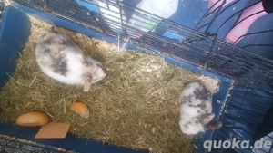 Hasen zu verschenken 2 weibliche dessau-roßlau 