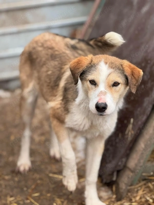 Ronja - bitte vergesst mich nicht im Shelter! Bild 7