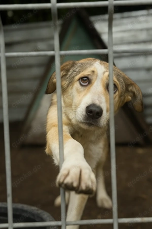 Ronja - bitte vergesst mich nicht im Shelter! Bild 8