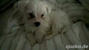 Hundesitter dringend gesucht!