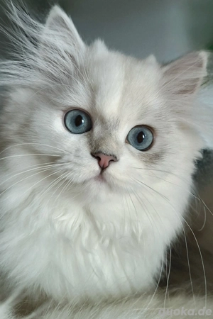 Britisch Langhaar Kitten mit Stammbaum