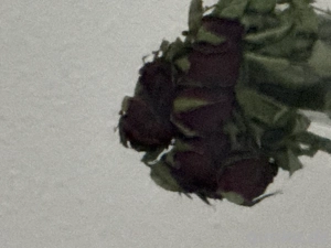 Er Fic Family to Go kein alter Grenze 