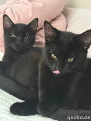 2 Kitten Europäisch Kurzhaae