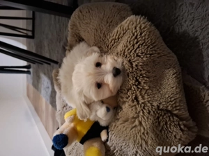 Hübsche Malteser Welpe abzugeben!!!