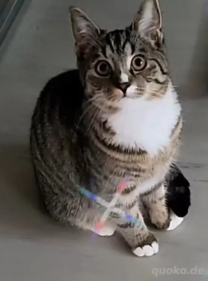 Ich verkaufe .eine 8 monate alte katze sie ist weiblich.