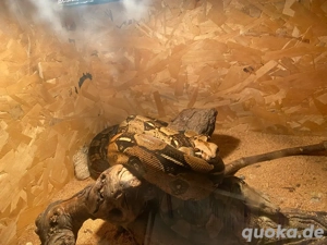Wegen Haushaltsauflösung zwei Boa constrictor mit Terra abzugeben