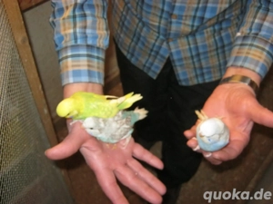 Zahme Wellensittiche