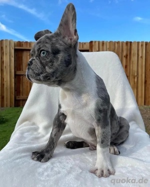 Französische Bulldogge