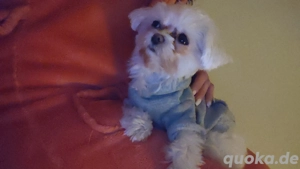 Malteser Hündin 11 Monate 