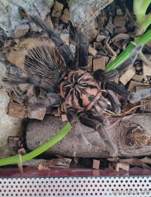 Vogelspinne Xenesthis blue Weibchen 