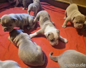 Old Englisch Bulldog welpen