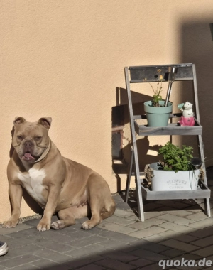 Old Englisch Bulldog Rüde Welpe 