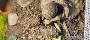 Griechische Landschildkröten von 2025