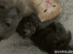 Babykitten suchen liebevolles Zuhause 