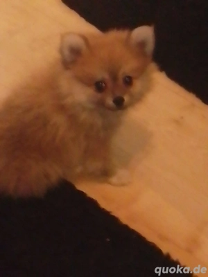 Hallo verkaufe eine kleine Hündin 