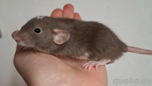 Farbratten Männchen aus liebevoller Hobbyzucht bald abzugeben! Handgewöhnt und Sozialisiert!