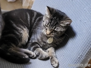 Zwei junge Kater suchen ein liebevolles Zuhause 